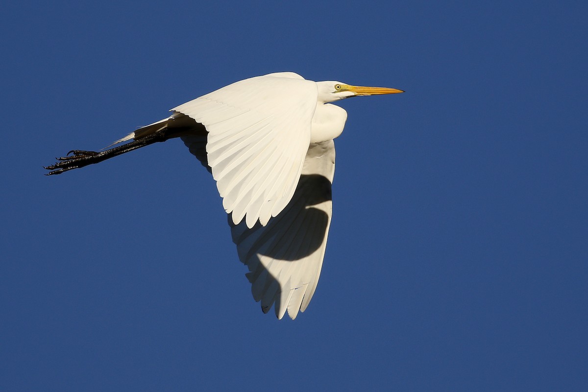 Great Egret - ML198765261