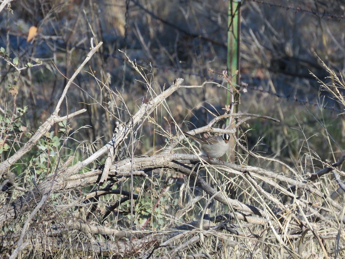 White-crowned Sparrow - ML198765281