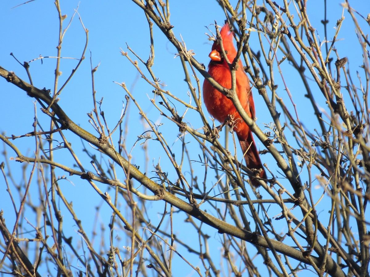 Northern Cardinal - ML198765471