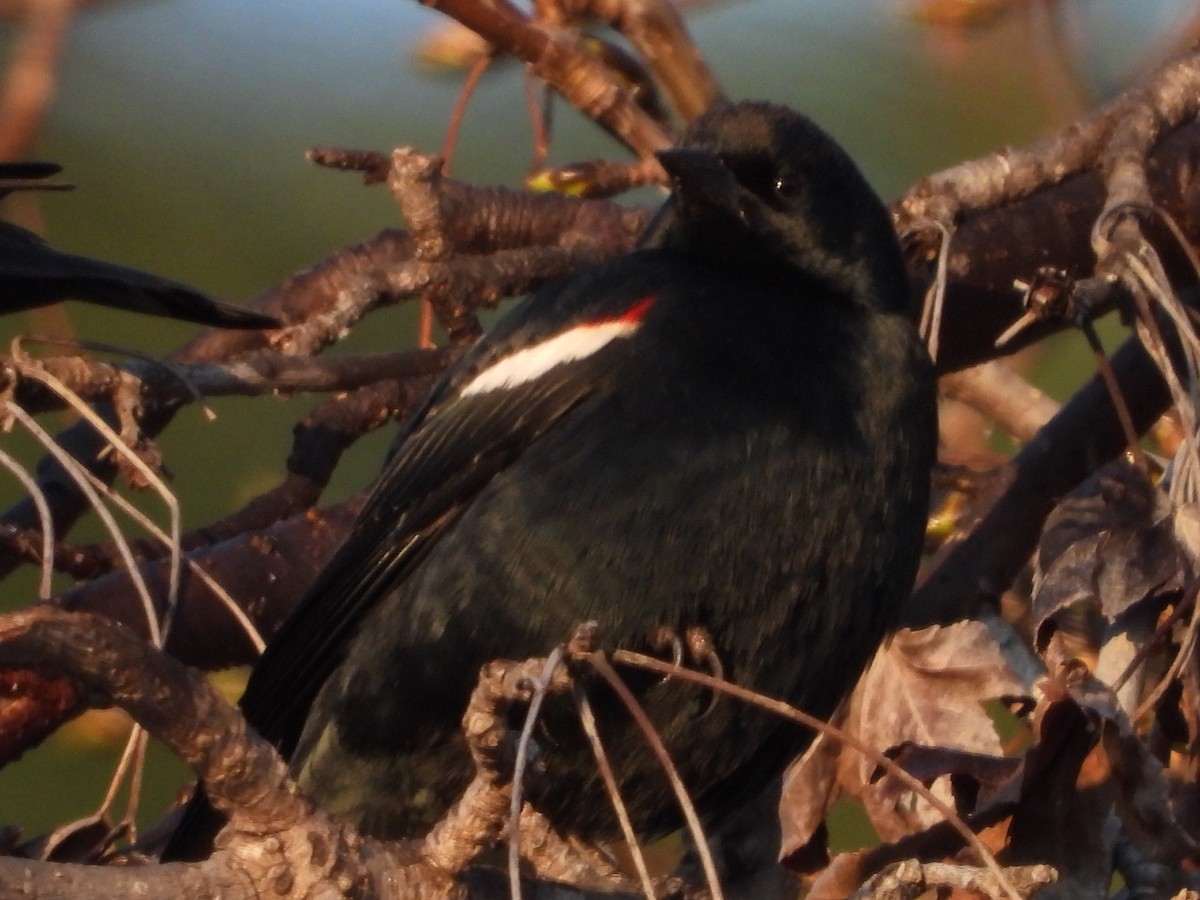 Tricolored Blackbird - Ken Burgdorff