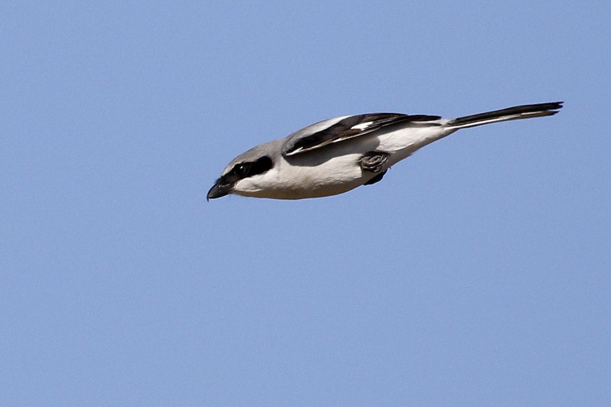 Loggerhead Shrike - Ted Keyel