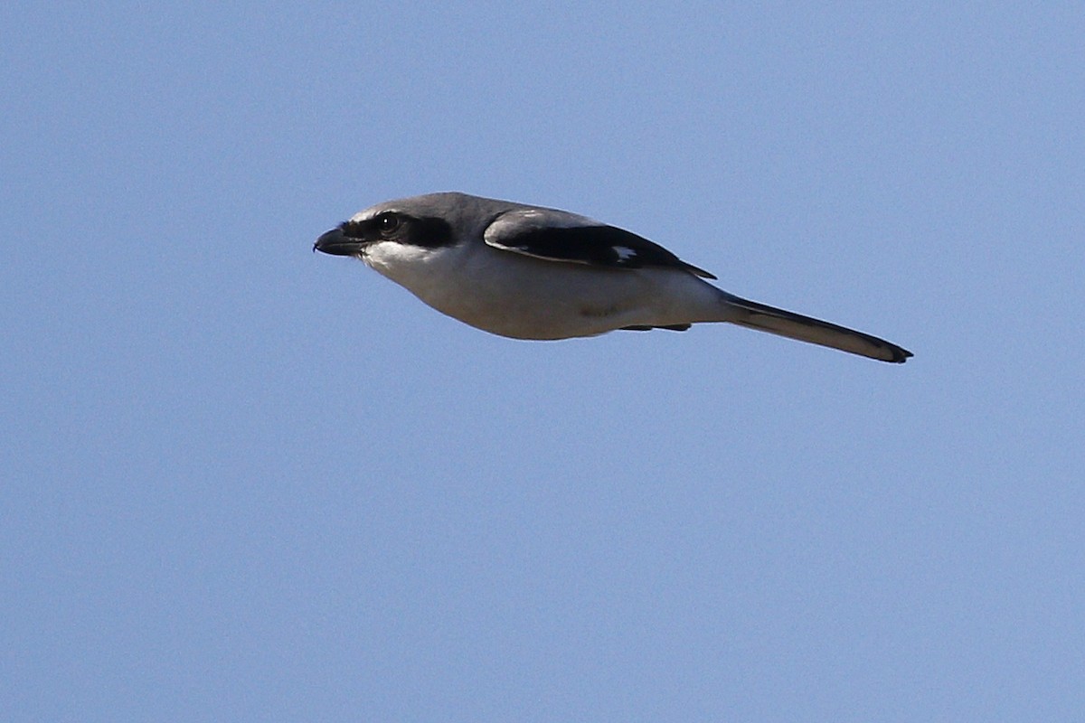 Loggerhead Shrike - Ted Keyel