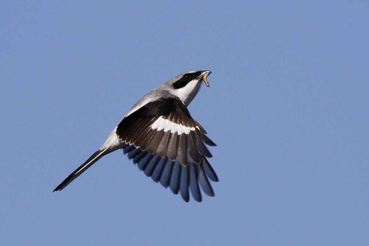 Loggerhead Shrike - ML198768861