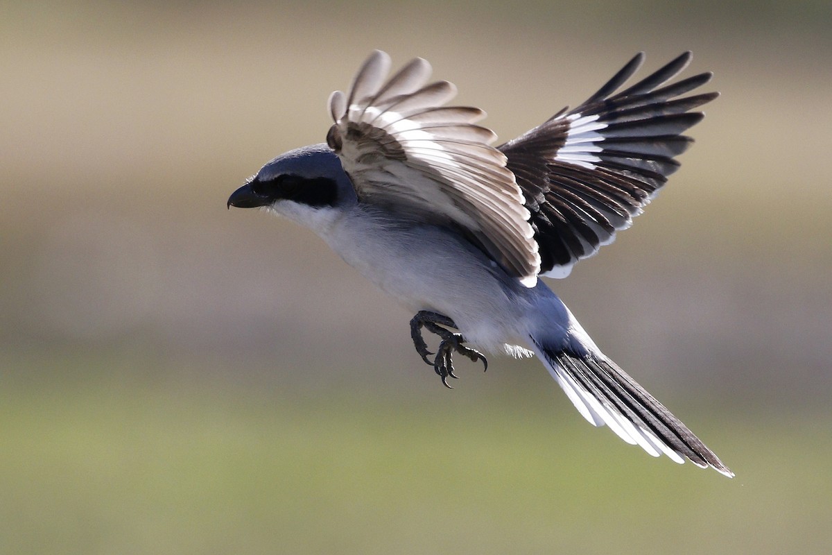 Loggerhead Shrike - Ted Keyel