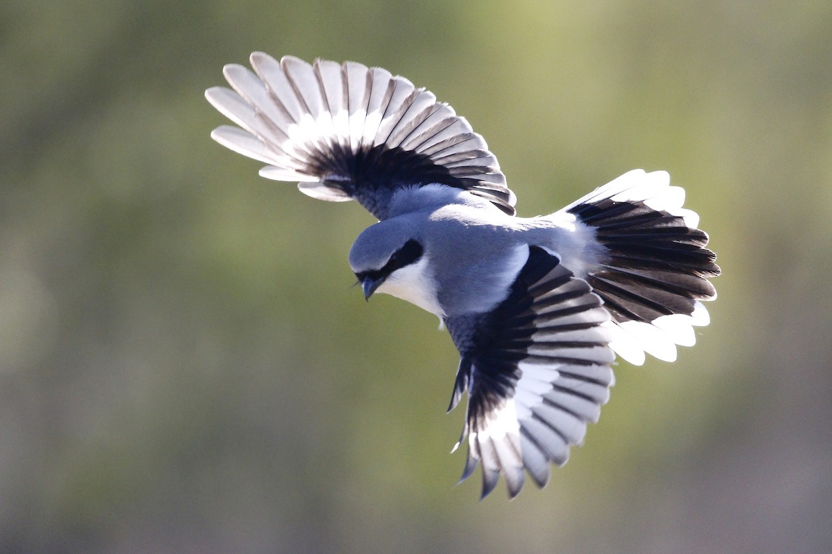 Loggerhead Shrike - Ted Keyel