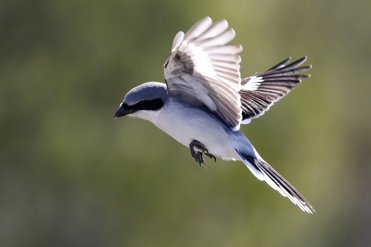 Loggerhead Shrike - Ted Keyel