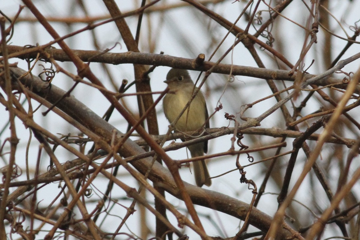 Empidonax sp. - ML198769121