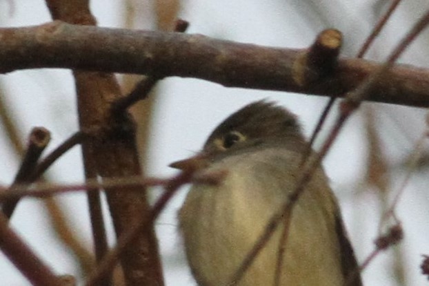 Empidonax sp. - ML198769191