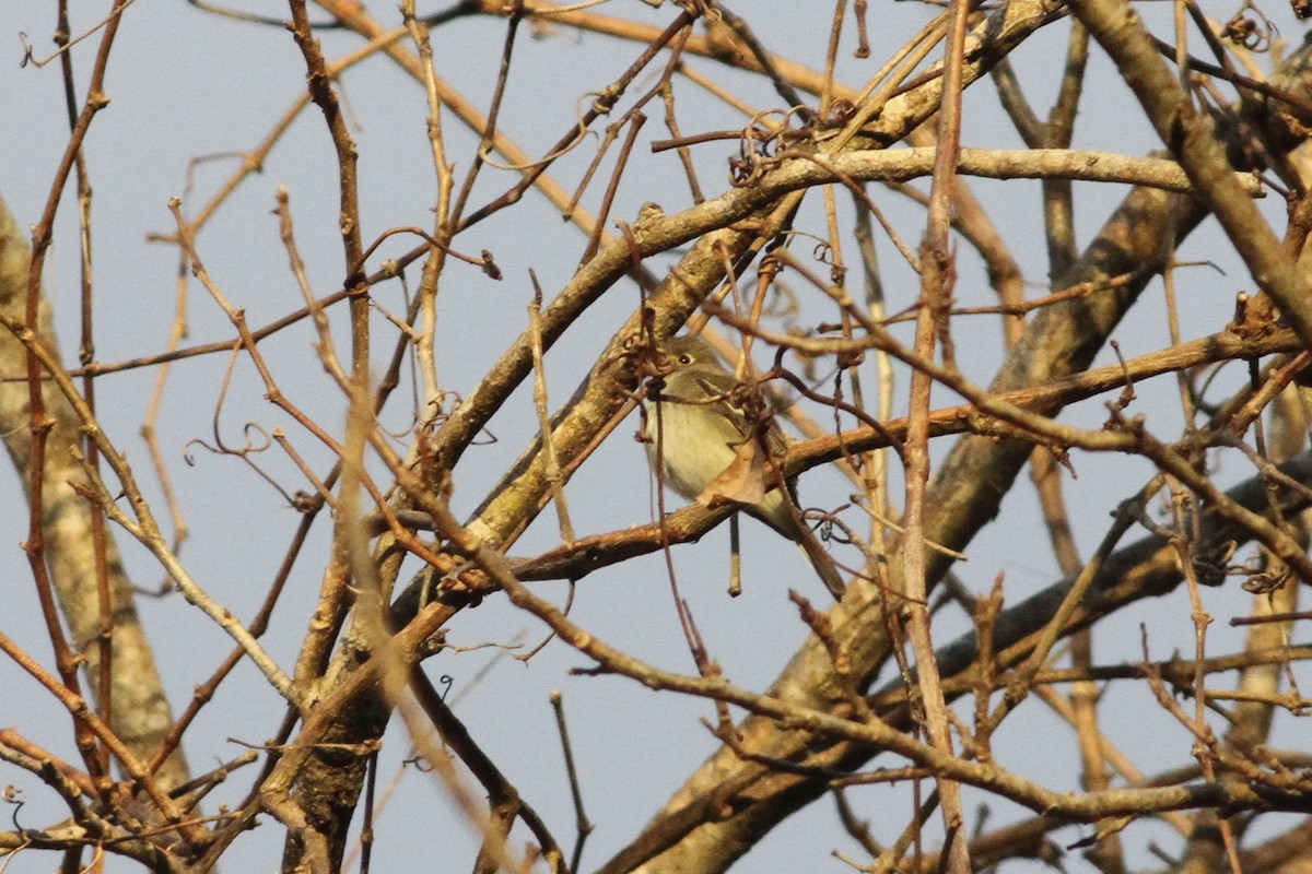 Empidonax sp. - ML198769271