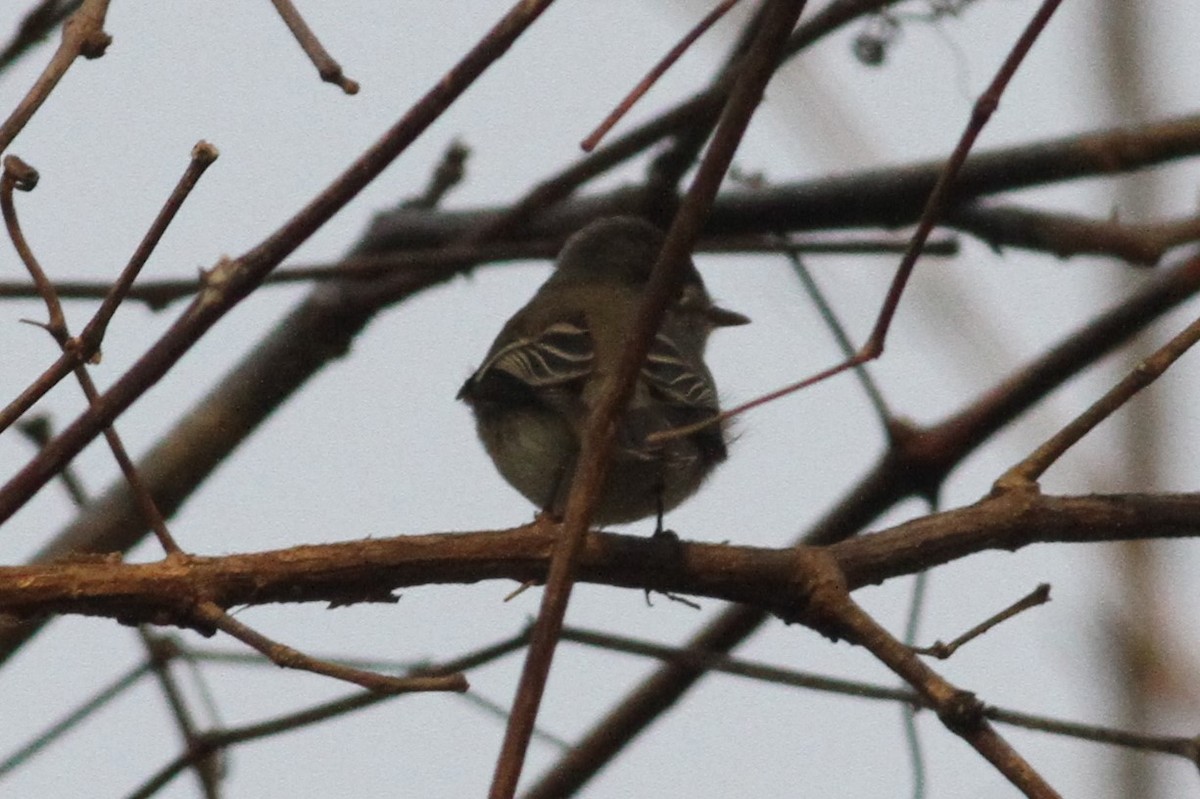 Empidonax sp. - ML198769291
