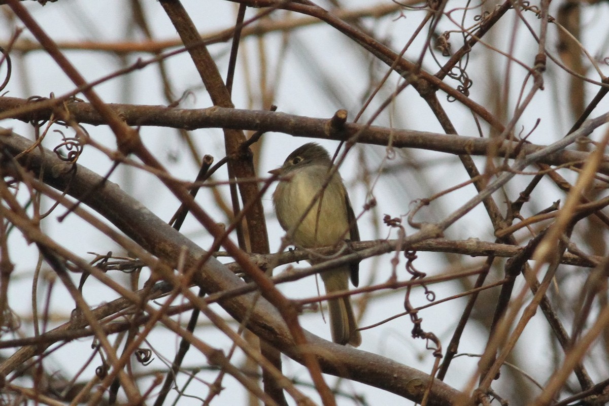 Empidonax sp. - ML198769361