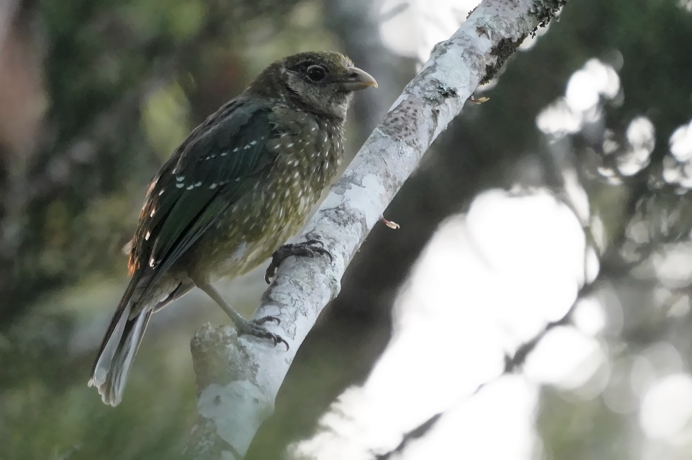 eBird Checklist - 8 Jan 2020 - Lamington National Park--Python Rock ...