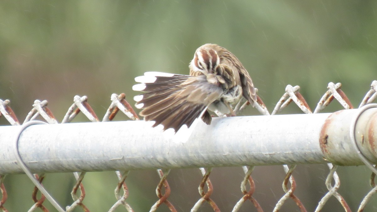 Lark Sparrow - Alfredo Begazo