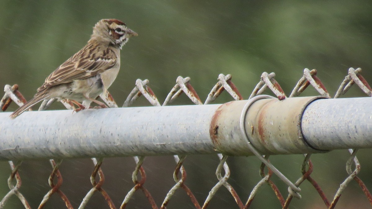 Lark Sparrow - ML198770961