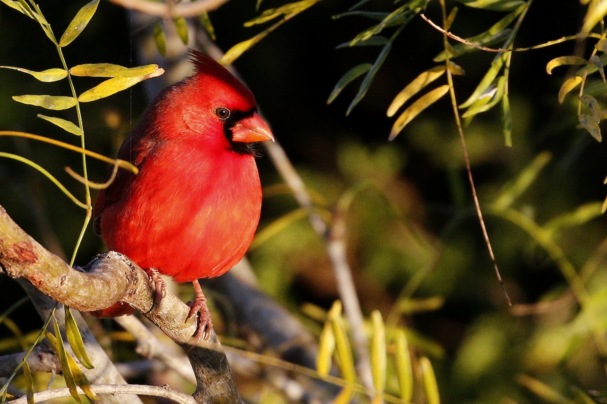 Northern Cardinal - Ted Keyel