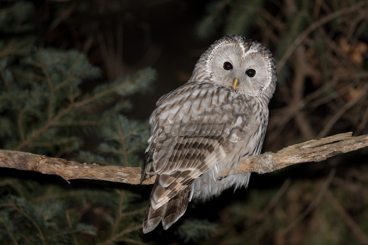 Ural Owl - Yann Muzika