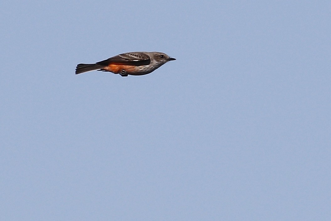 Vermilion Flycatcher - Ted Keyel