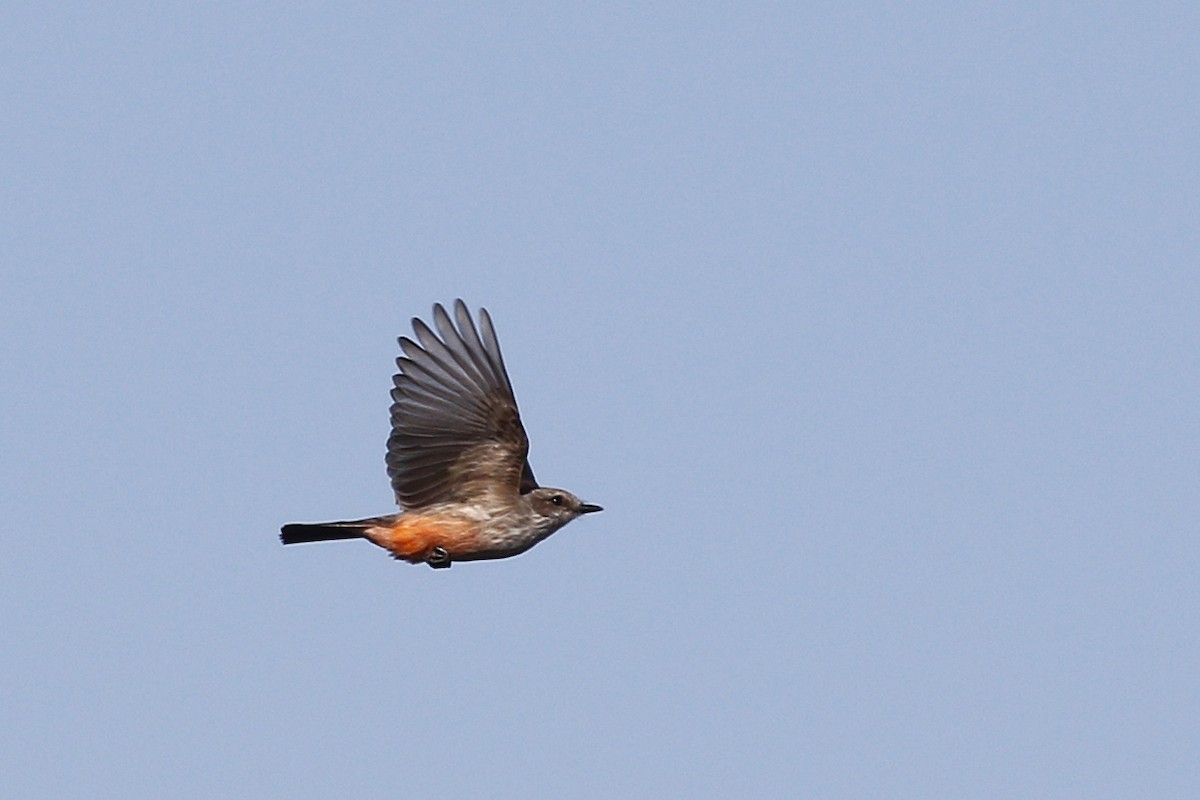 Vermilion Flycatcher - ML198773571