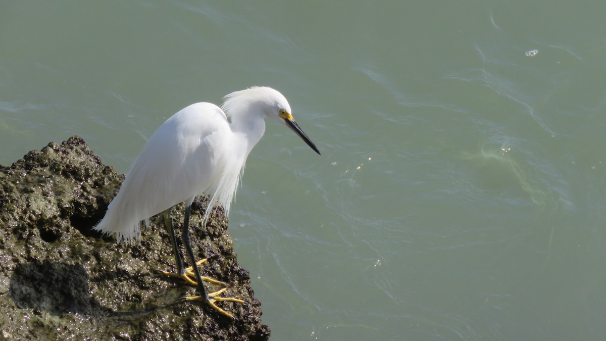 Snowy Egret - ML198774101
