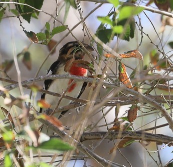 Rose-breasted Grosbeak - Scott Surner