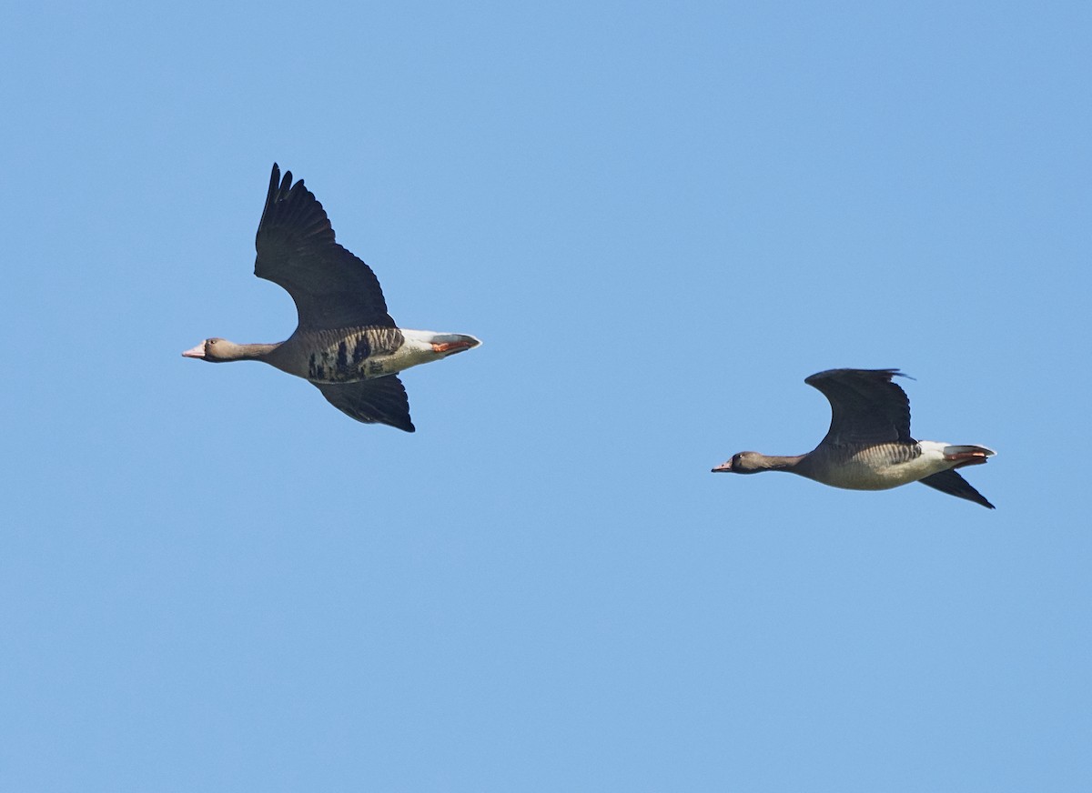 Greater White-fronted Goose - Brooke Miller