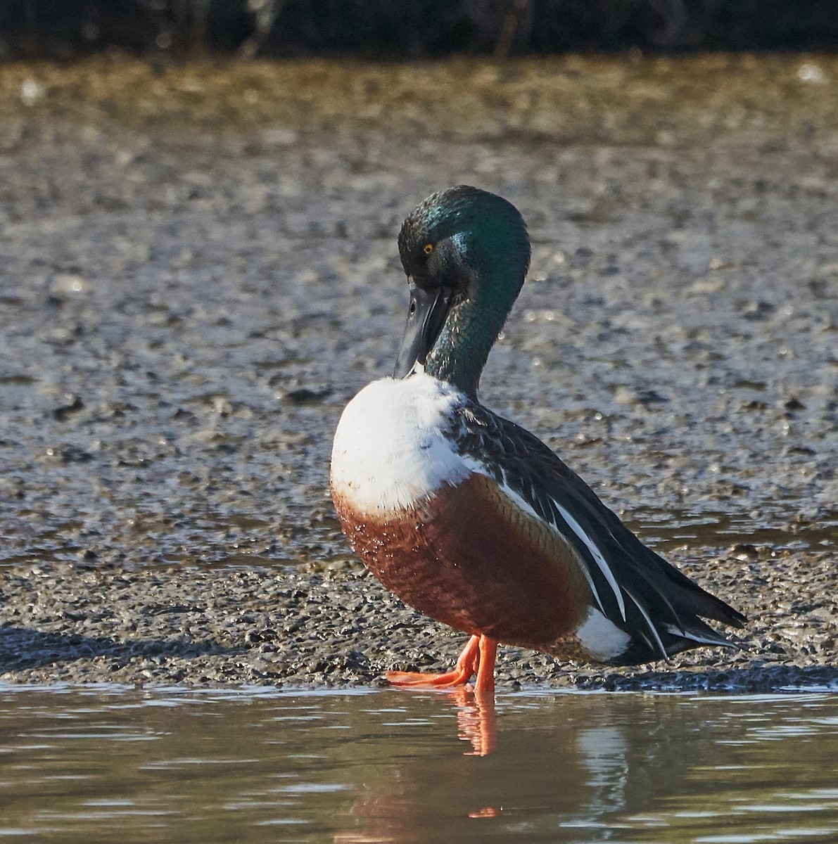 Northern Shoveler - Brooke Miller