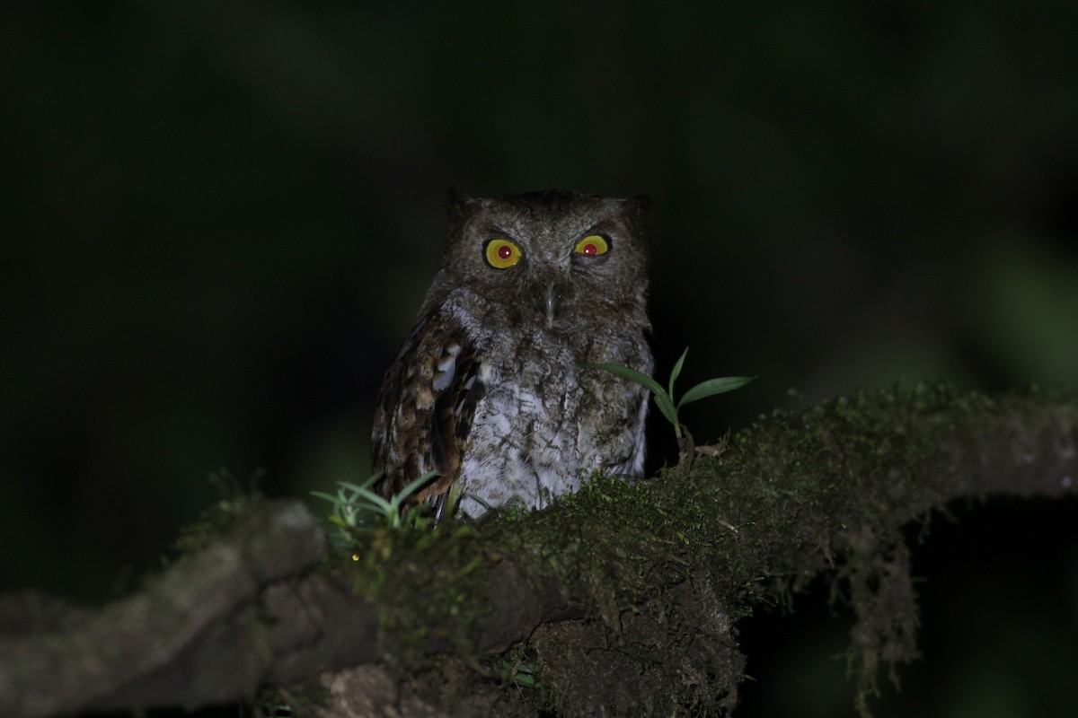 Foothill Screech-Owl - ML198774771