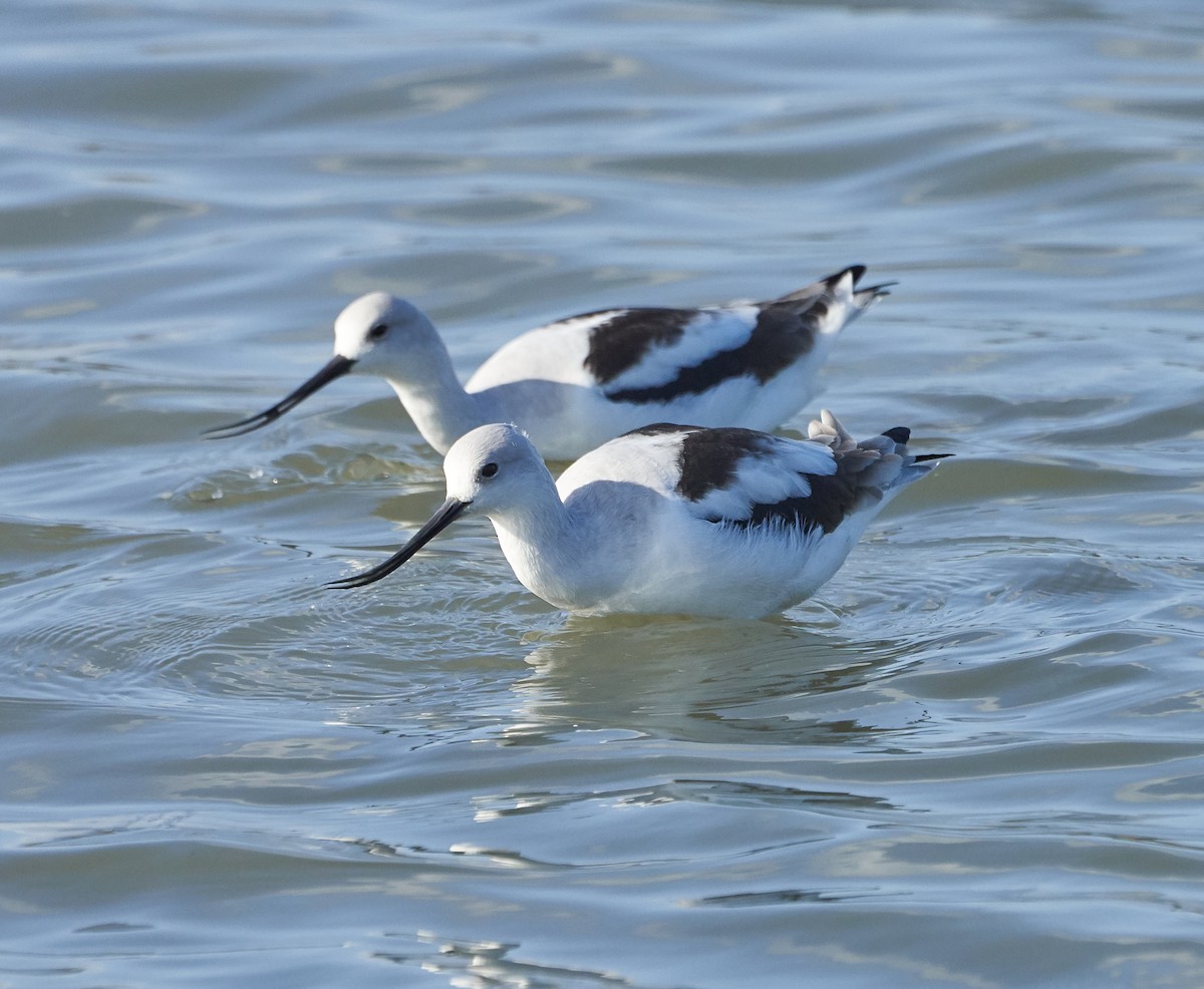 Avoceta Americana - ML198774851