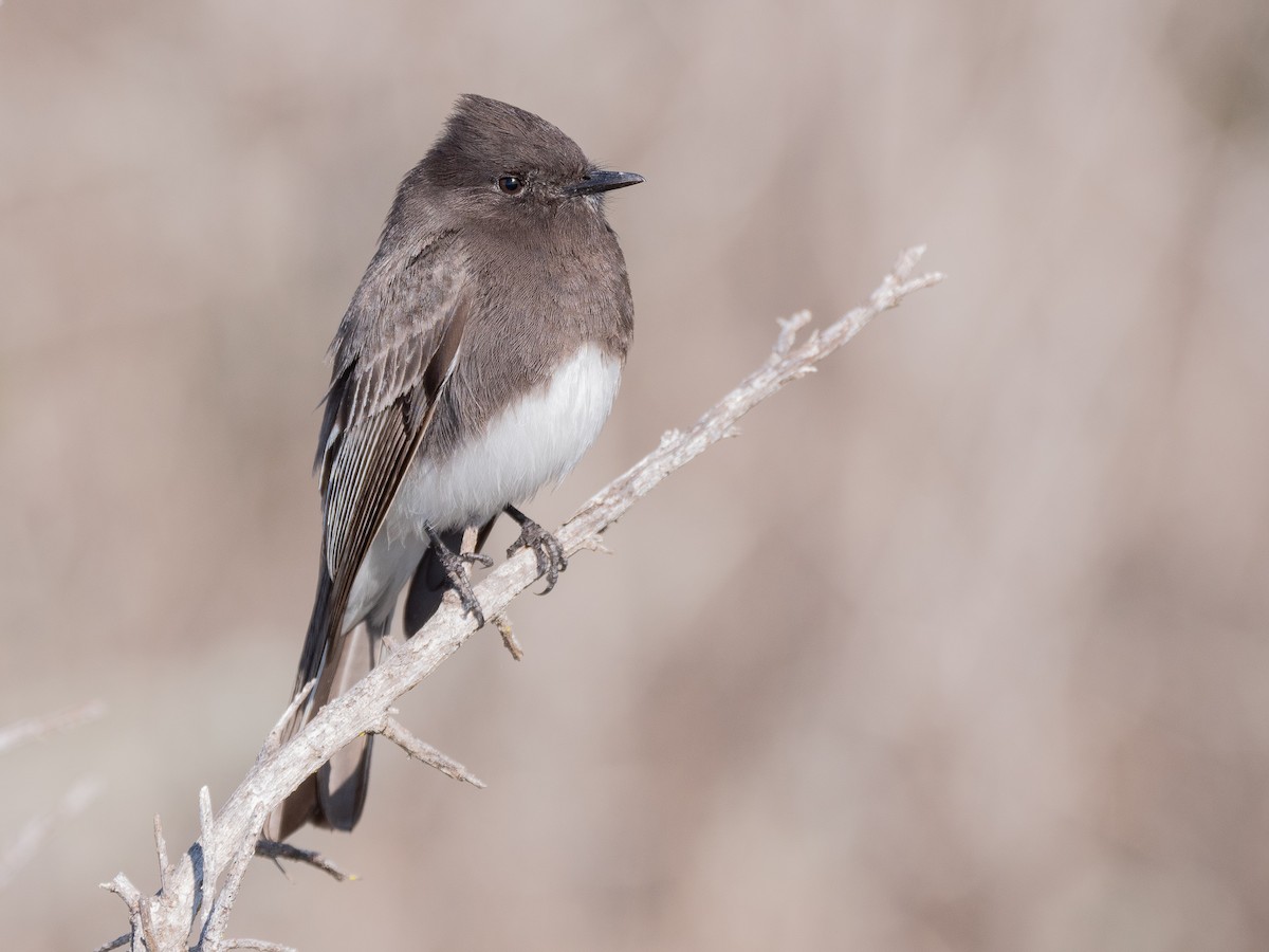 Black Phoebe - ML198775001