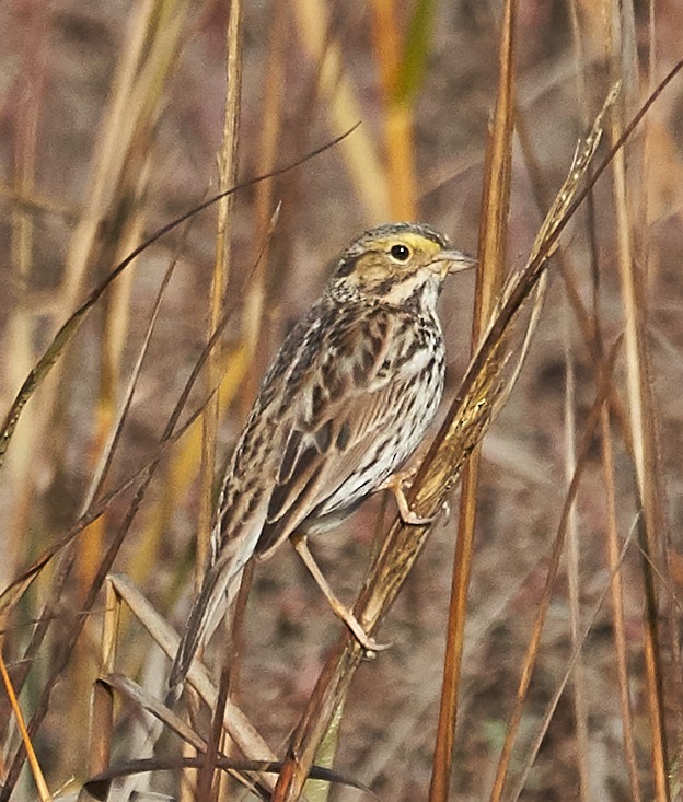 Savannah Sparrow - Brooke Miller