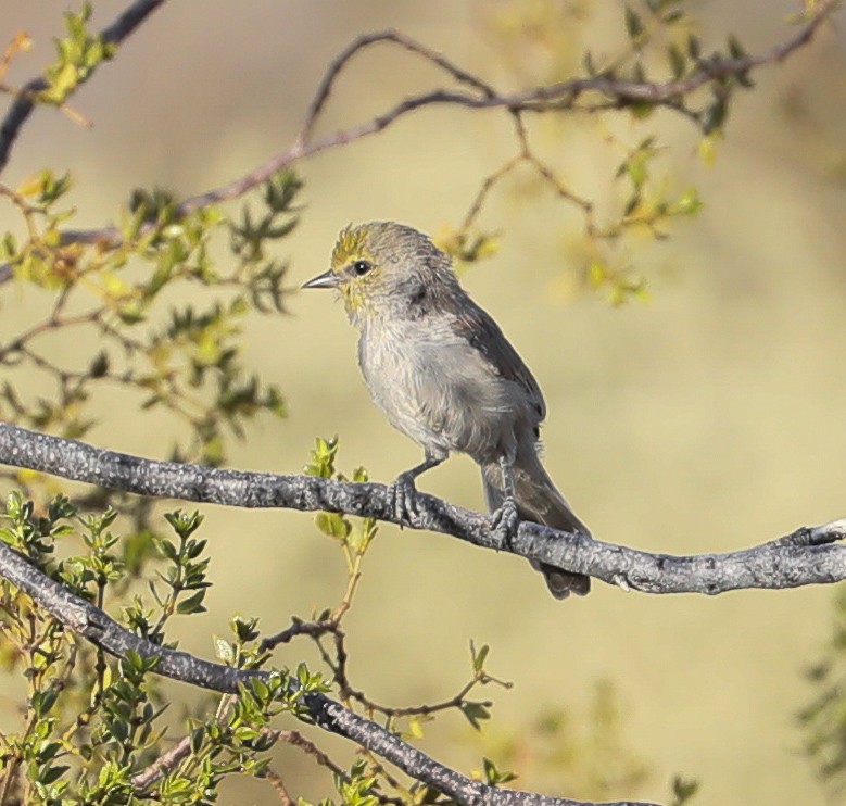 Verdin - ML198775791