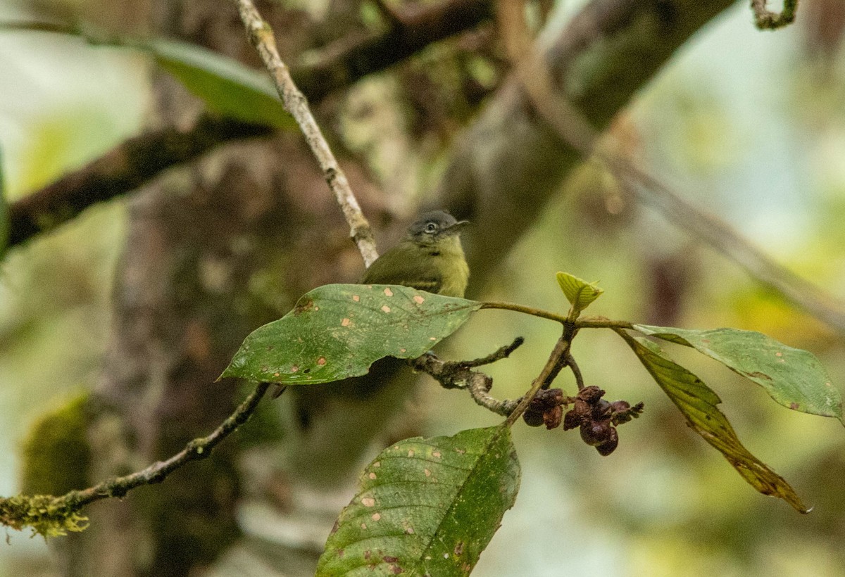 Yellow-olive Flatbill - ML198776081