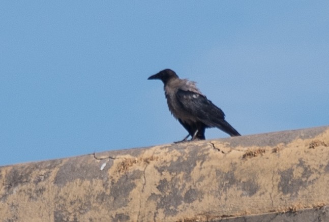 Hooded Crow - ML198776111