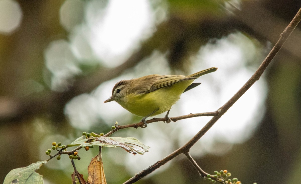 Brown-capped Vireo - Christiana Fattorelli