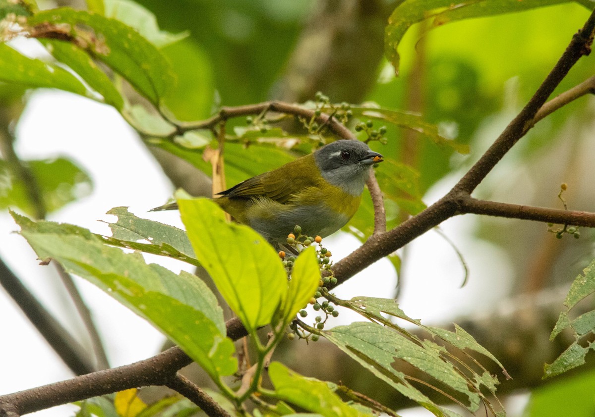 Ashy-throated Chlorospingus - ML198776241