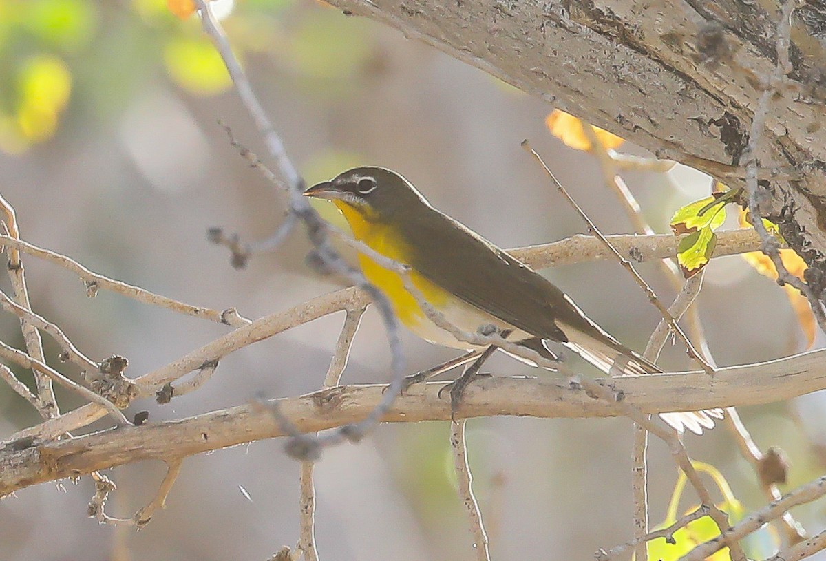 Yellow-breasted Chat - ML198776301