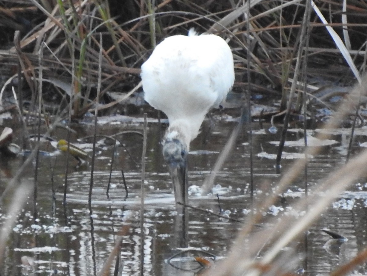 Wood Stork - ML198777361