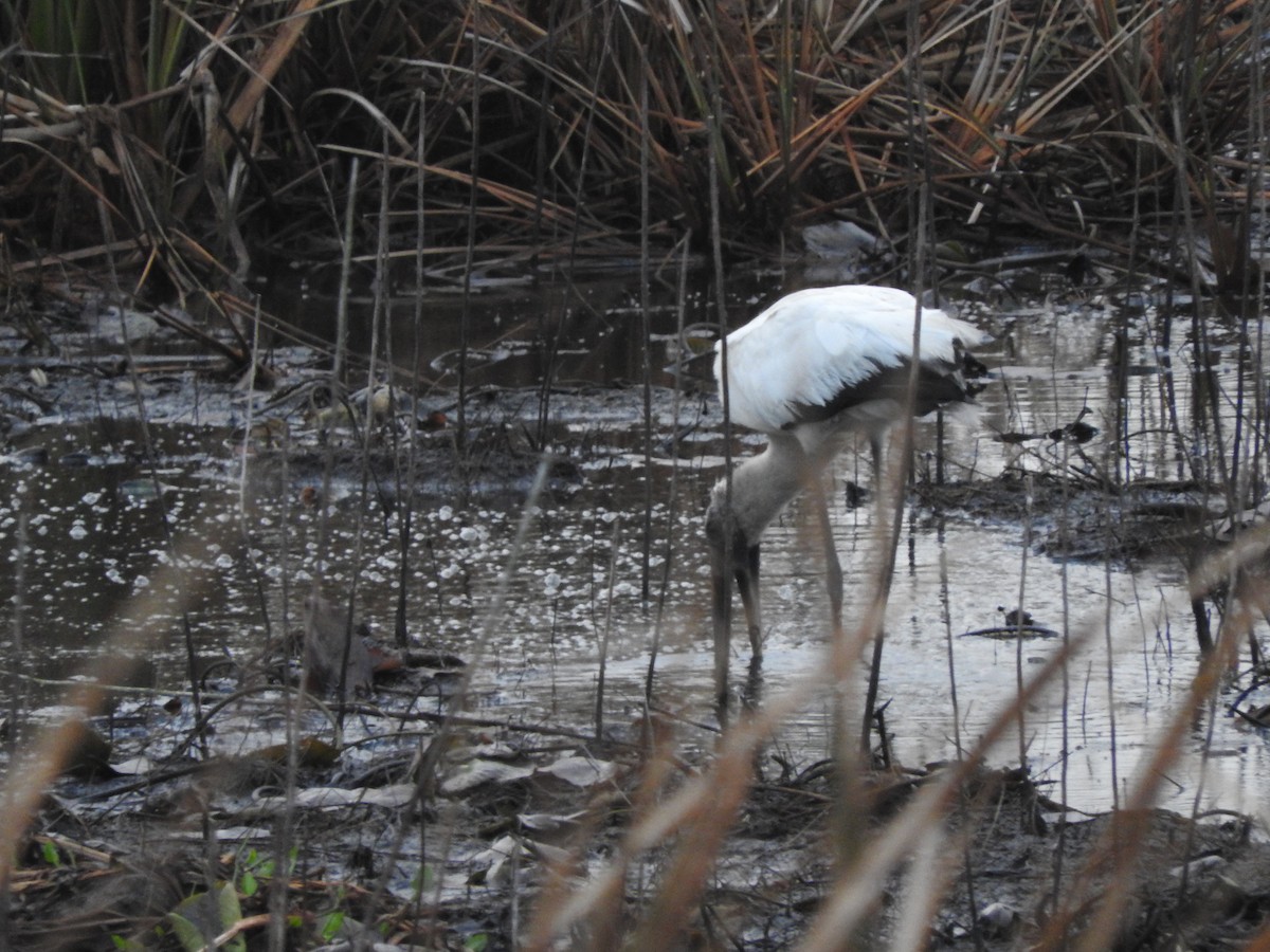 Wood Stork - ML198777381