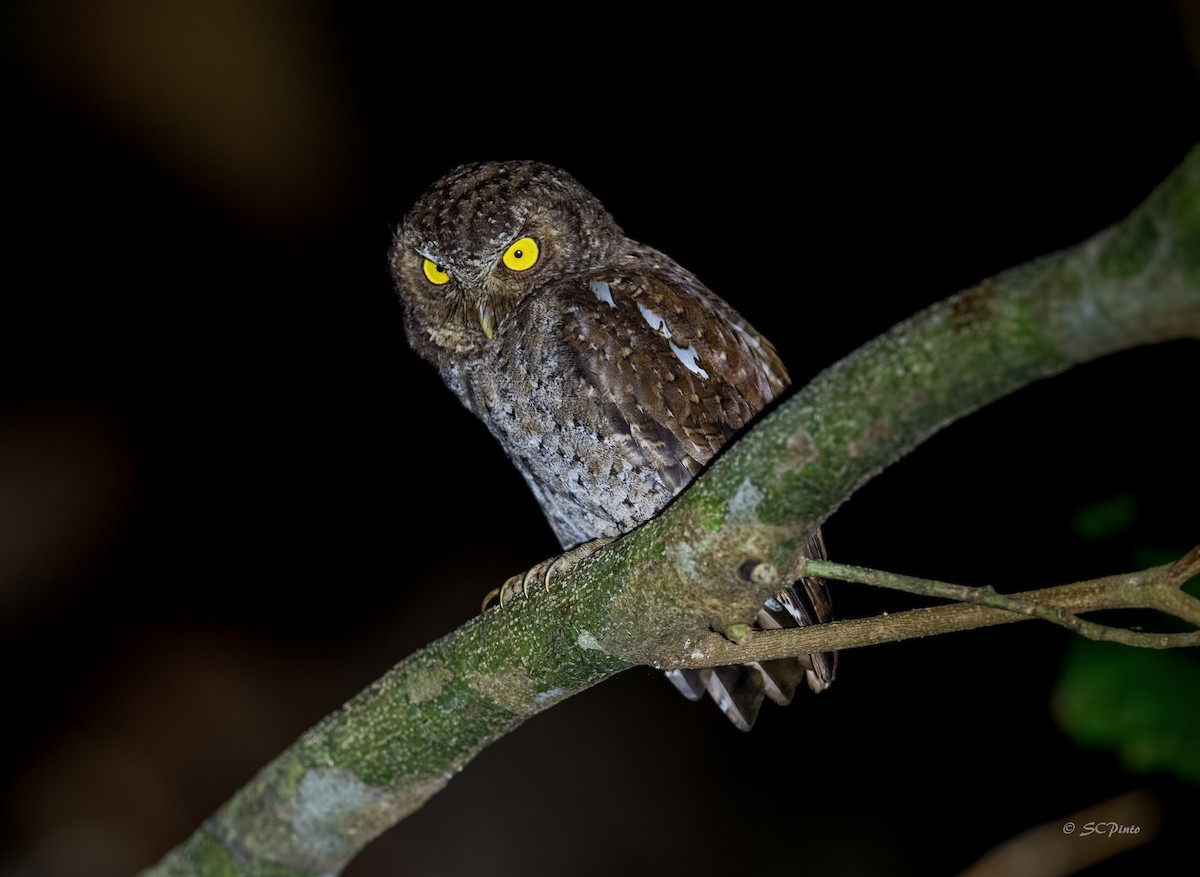 Andaman Scops-Owl - Shailesh Pinto