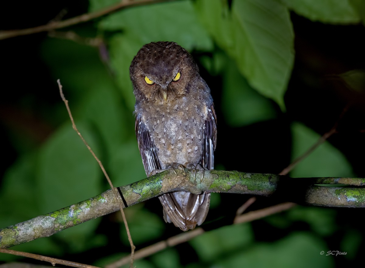 Andaman Scops-Owl - ML198779281