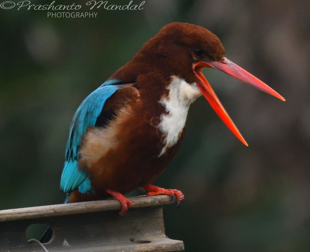 White-throated Kingfisher - ML198779491