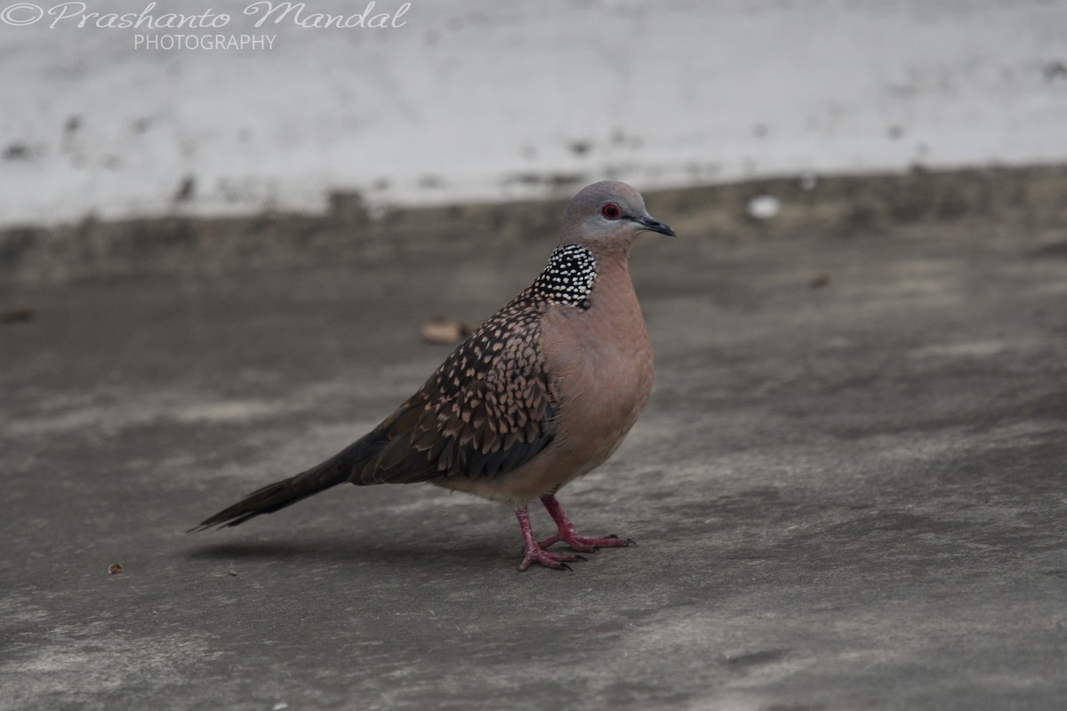 Spotted Dove - ML198779951