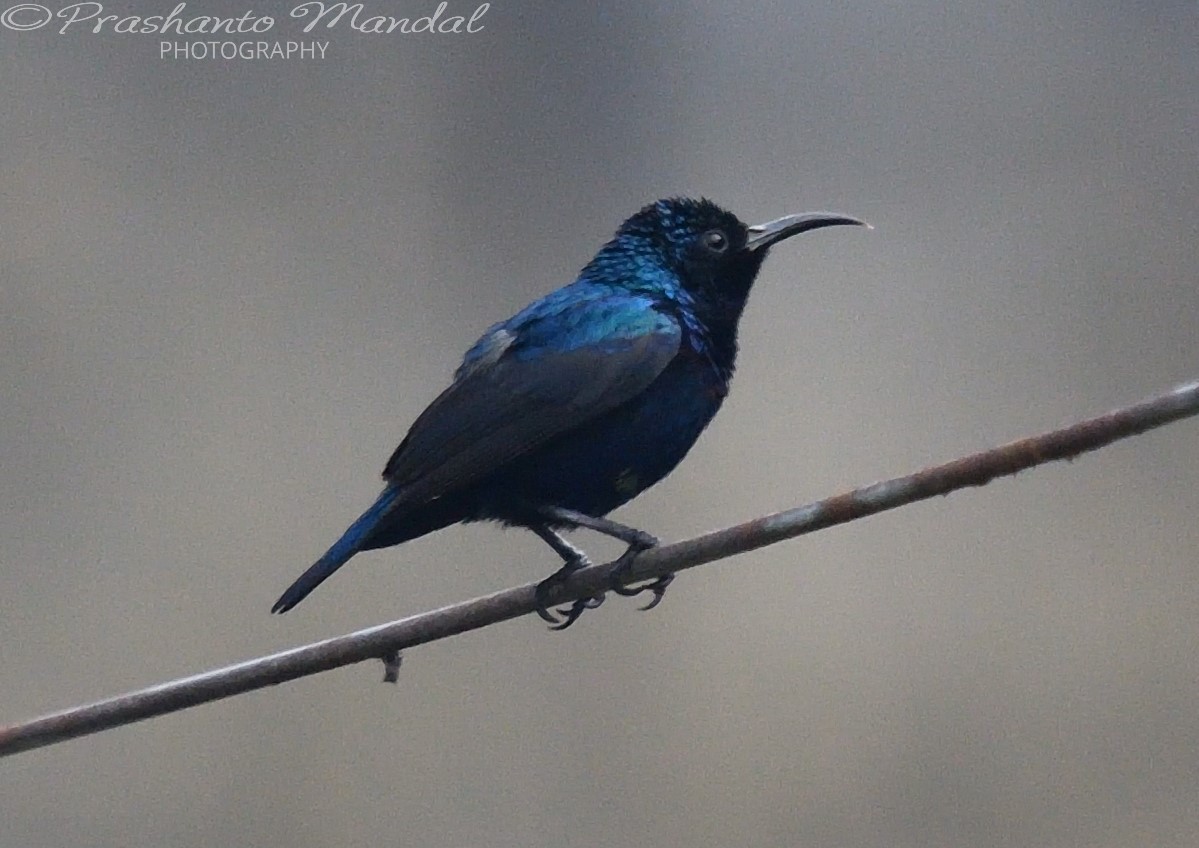 Purple Sunbird - ML198780061