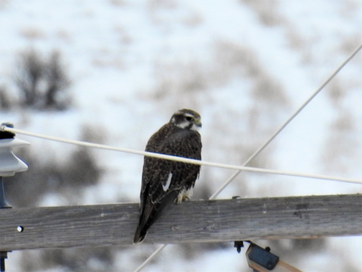 Prairie Falcon - Tina Toth