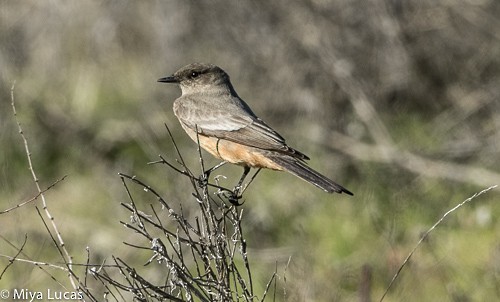 Say's Phoebe - Miya Lucas