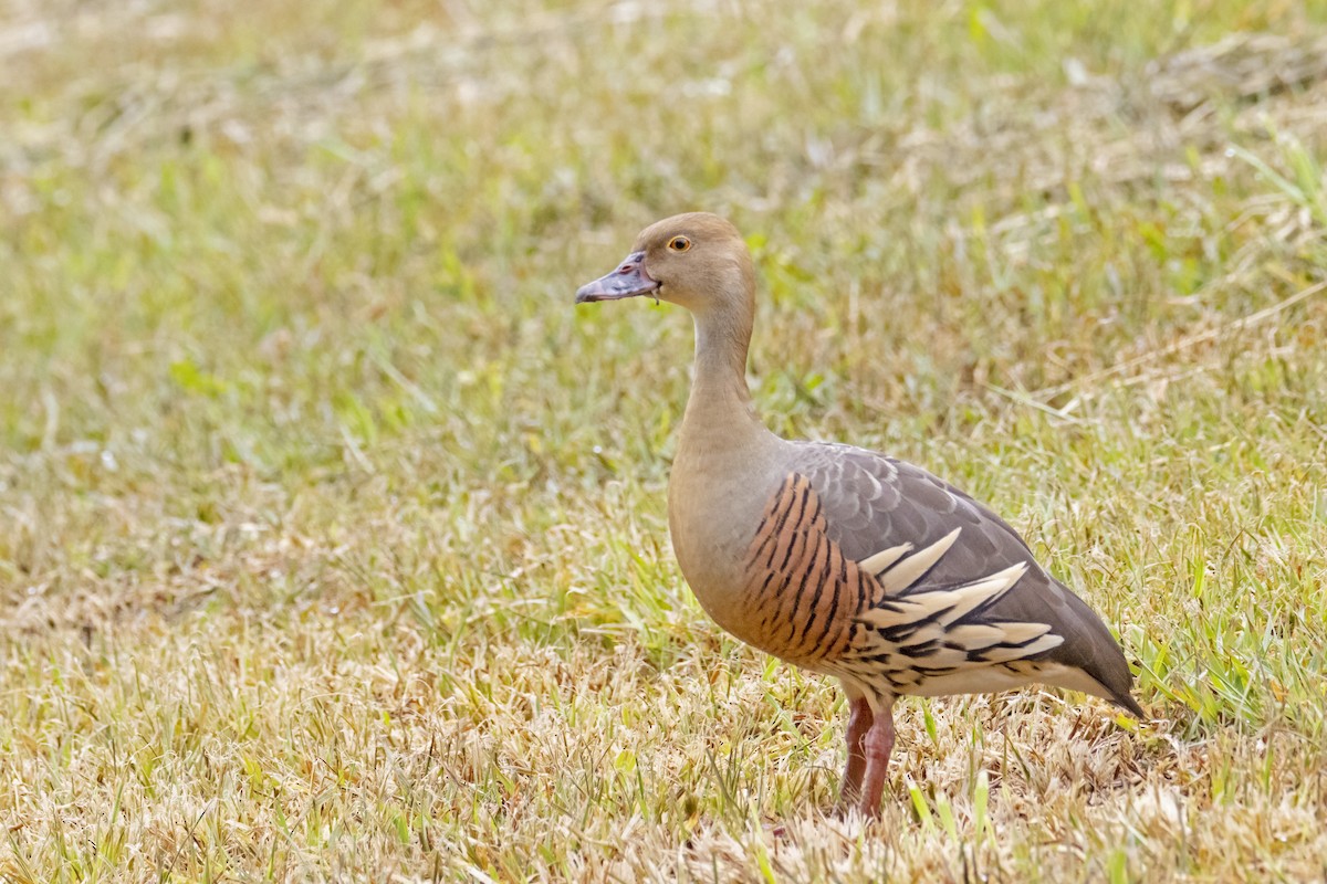 Plumed Whistling-Duck - Andreas Heikaus