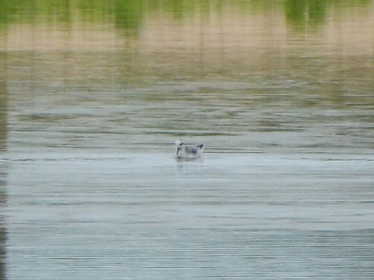 Red Phalarope - Jennifer Rothe