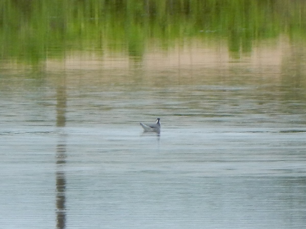 polarsvømmesnipe - ML198781451