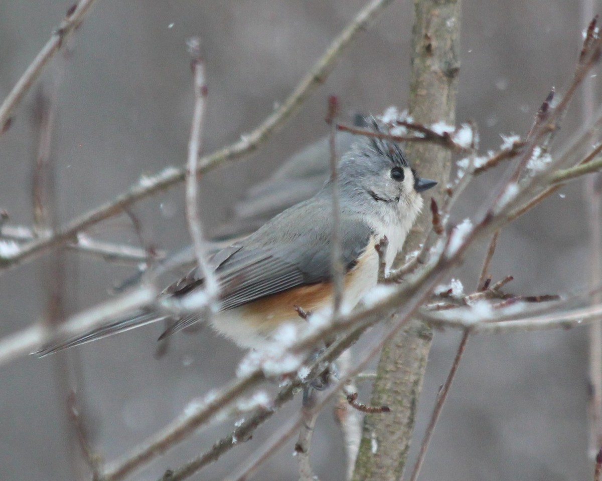 Tufted Titmouse - Linda Ruth