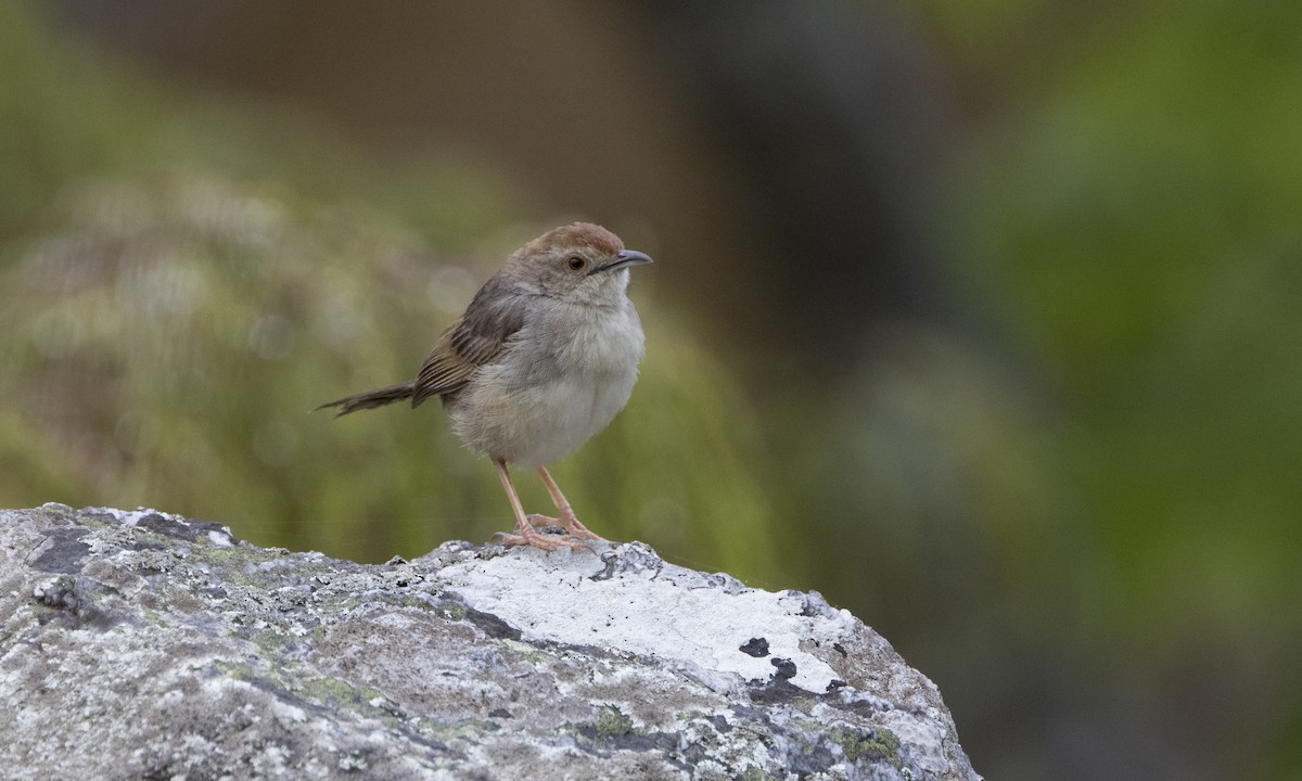 Rock-loving Cisticola - Zak Pohlen